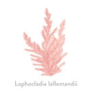 Lophocladia lallemandii