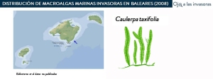 Distribución Caulerpa cylindracea 2008